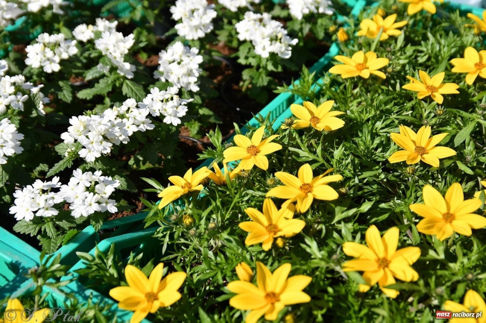 Zdjęcie w galerii na portalu naszraciborz.pl: Zamkowy dziedziniec pełen kwiatów [FOTO i WIDEO] wiadomości z regionu