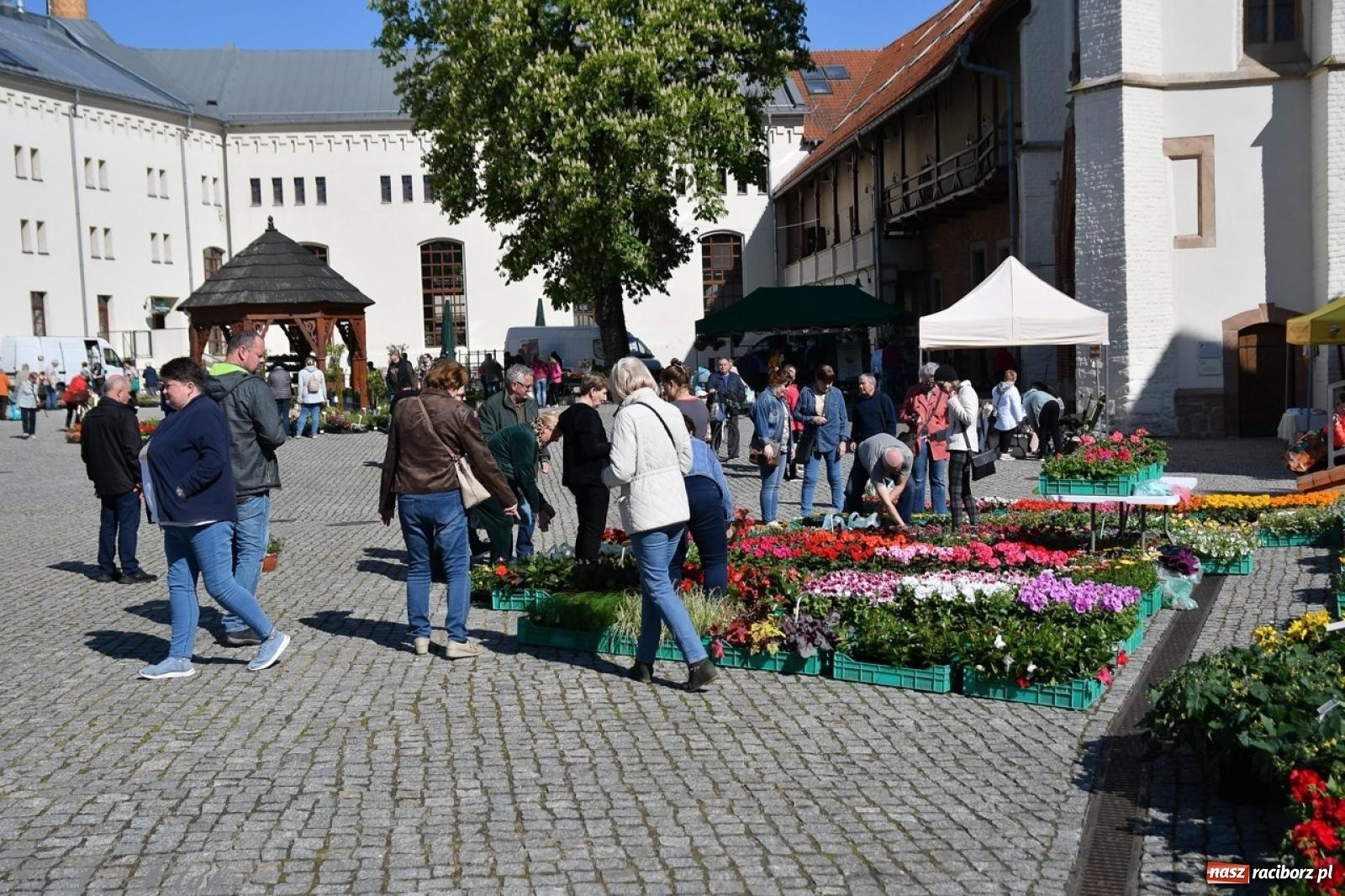 Zdjęcie w galerii na portalu naszraciborz.pl: Zamkowy dziedziniec pełen kwiatów [FOTO i WIDEO] wiadomości z regionu