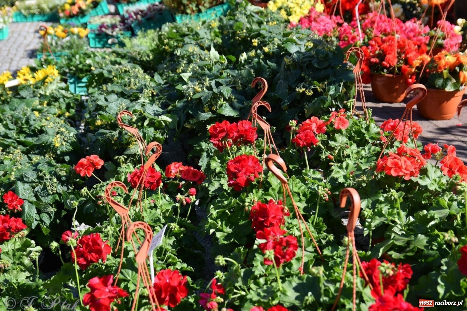Zdjęcie w galerii na portalu naszraciborz.pl: Zamkowy dziedziniec pełen kwiatów [FOTO i WIDEO] wiadomości z regionu