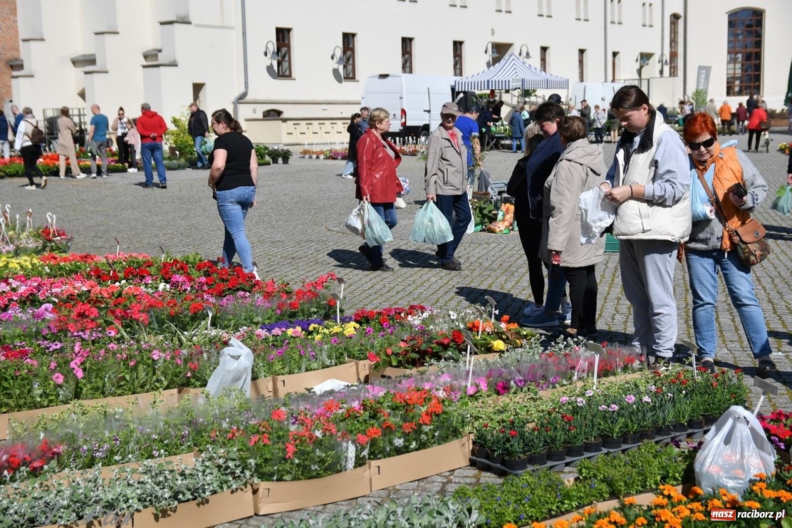 Zdjęcie w galerii na portalu naszraciborz.pl: Zamkowy dziedziniec pełen kwiatów [FOTO i WIDEO] wiadomości z regionu