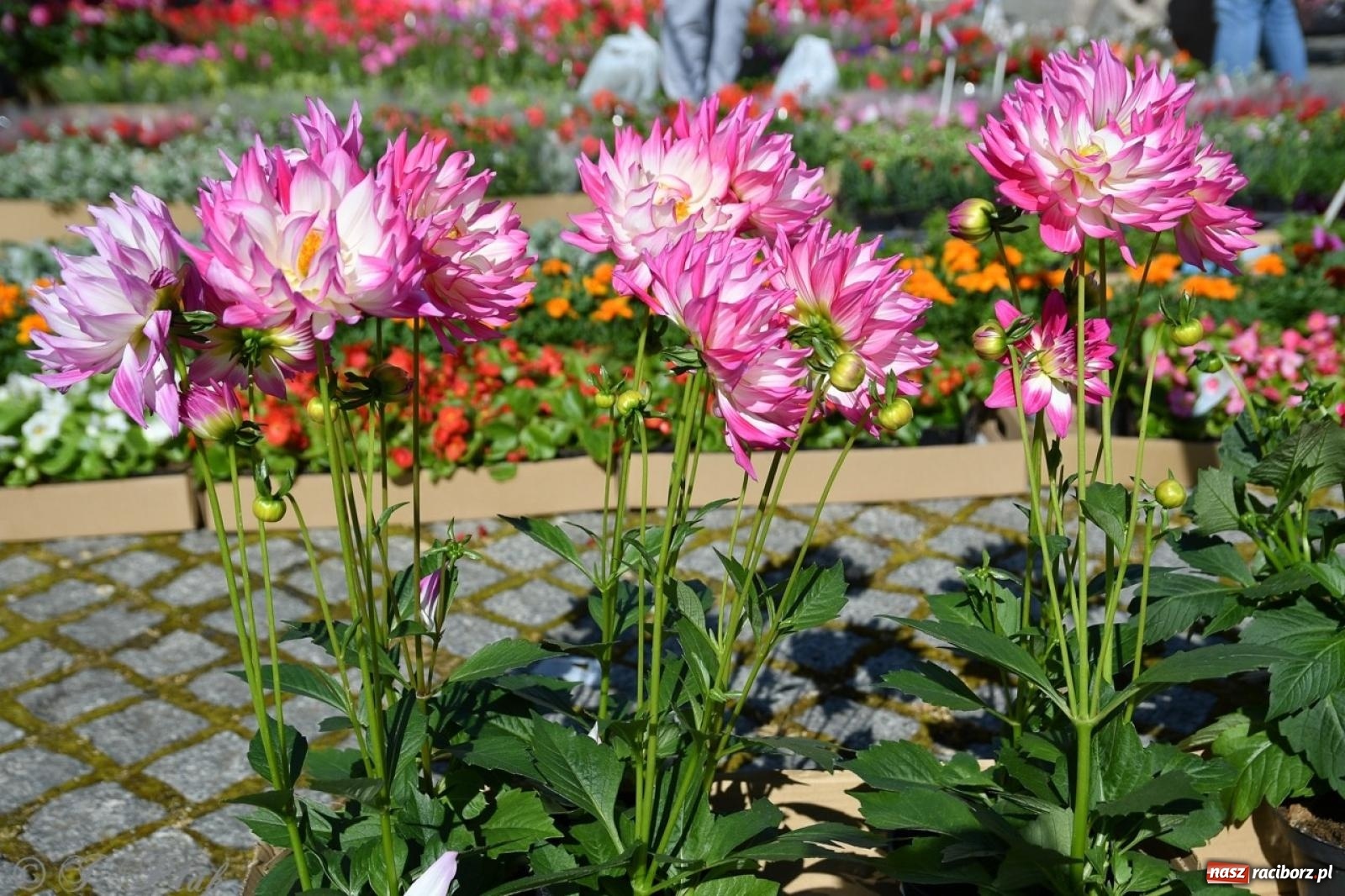 Zdjęcie w galerii na portalu naszraciborz.pl: Zamkowy dziedziniec pełen kwiatów [FOTO i WIDEO] wiadomości z regionu