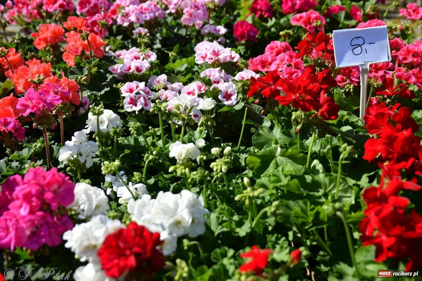 Zdjęcie w galerii na portalu naszraciborz.pl: Zamkowy dziedziniec pełen kwiatów [FOTO i WIDEO] wiadomości z regionu