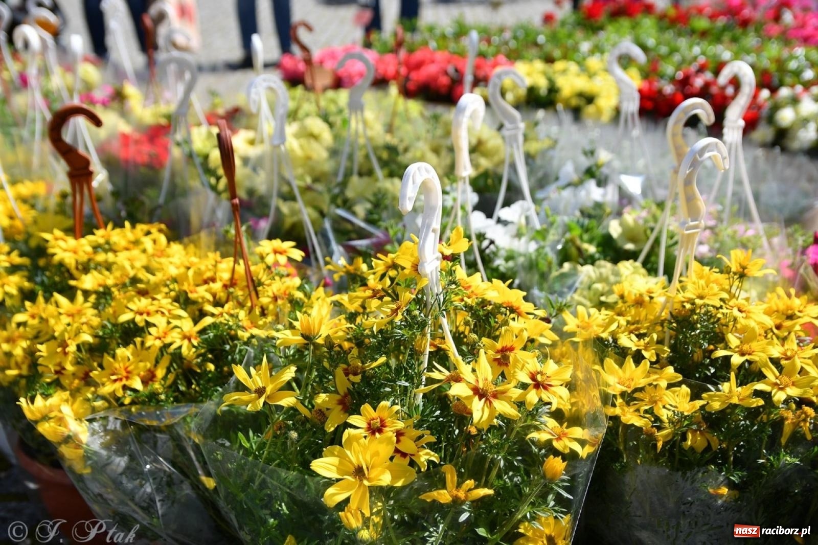 Zdjęcie w galerii na portalu naszraciborz.pl: Zamkowy dziedziniec pełen kwiatów [FOTO i WIDEO] wiadomości z regionu