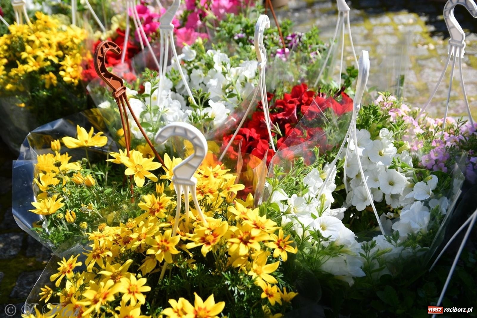 Zdjęcie w galerii na portalu naszraciborz.pl: Zamkowy dziedziniec pełen kwiatów [FOTO i WIDEO] wiadomości z regionu