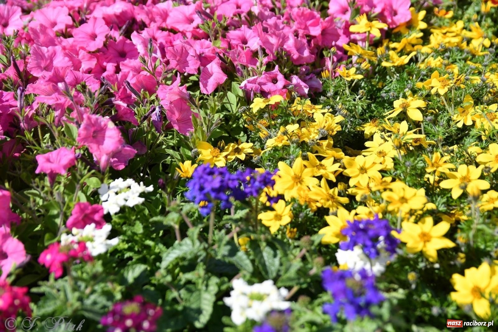 Zdjęcie w galerii na portalu naszraciborz.pl: Zamkowy dziedziniec pełen kwiatów [FOTO i WIDEO] wiadomości z regionu