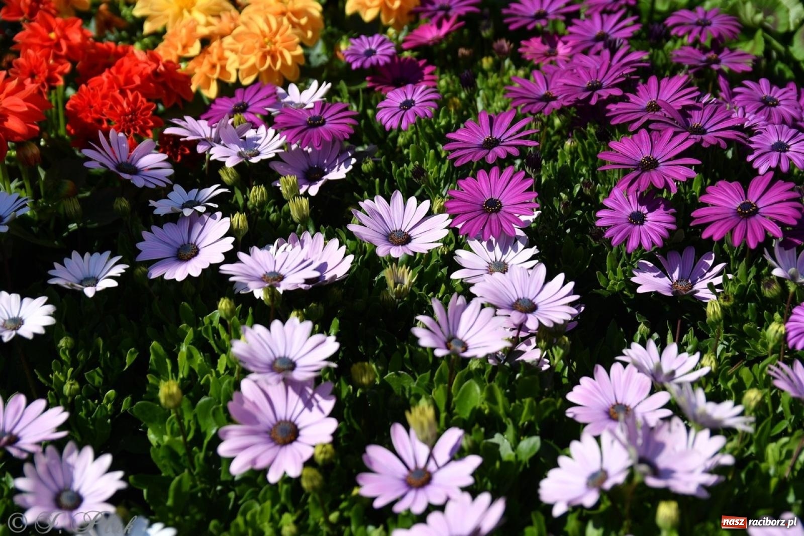 Zdjęcie w galerii na portalu naszraciborz.pl: Zamkowy dziedziniec pełen kwiatów [FOTO i WIDEO] wiadomości z regionu