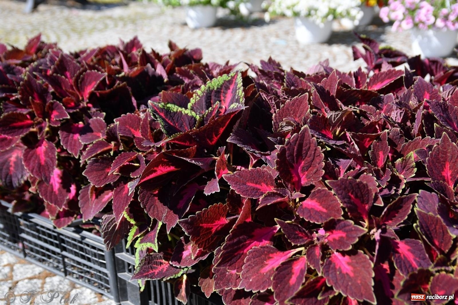 Zdjęcie w galerii na portalu naszraciborz.pl: Zamkowy dziedziniec pełen kwiatów [FOTO i WIDEO] wiadomości z regionu