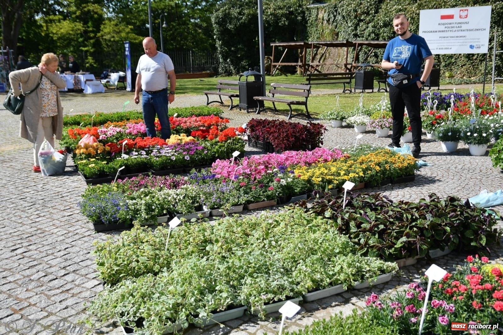 Zdjęcie w galerii na portalu naszraciborz.pl: Zamkowy dziedziniec pełen kwiatów [FOTO i WIDEO] wiadomości z regionu