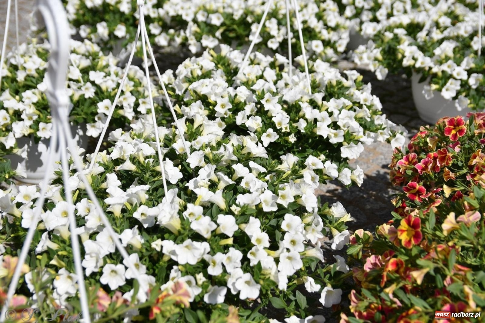 Zdjęcie w galerii na portalu naszraciborz.pl: Zamkowy dziedziniec pełen kwiatów [FOTO i WIDEO] wiadomości z regionu