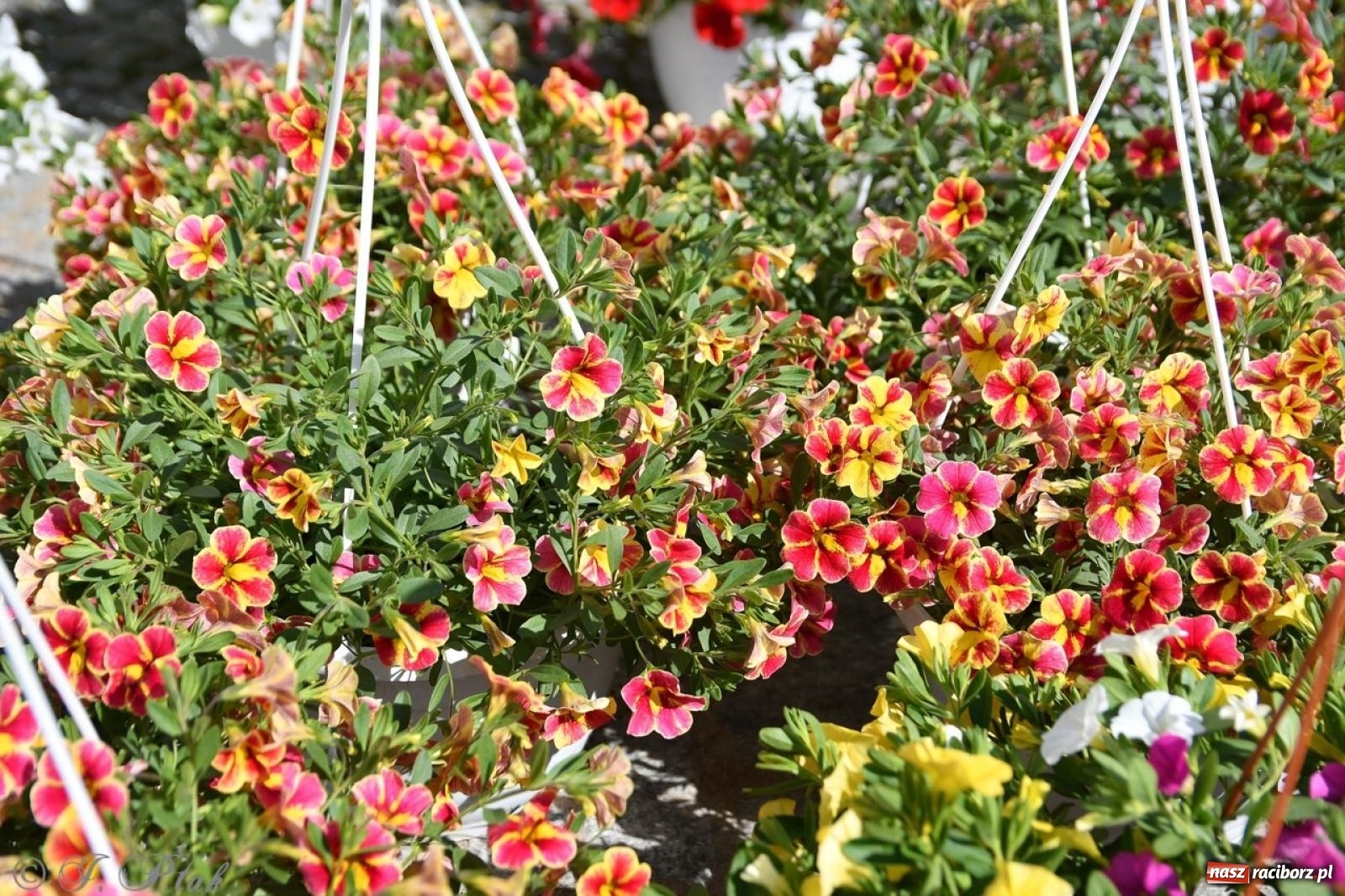 Zdjęcie w galerii na portalu naszraciborz.pl: Zamkowy dziedziniec pełen kwiatów [FOTO i WIDEO] wiadomości z regionu