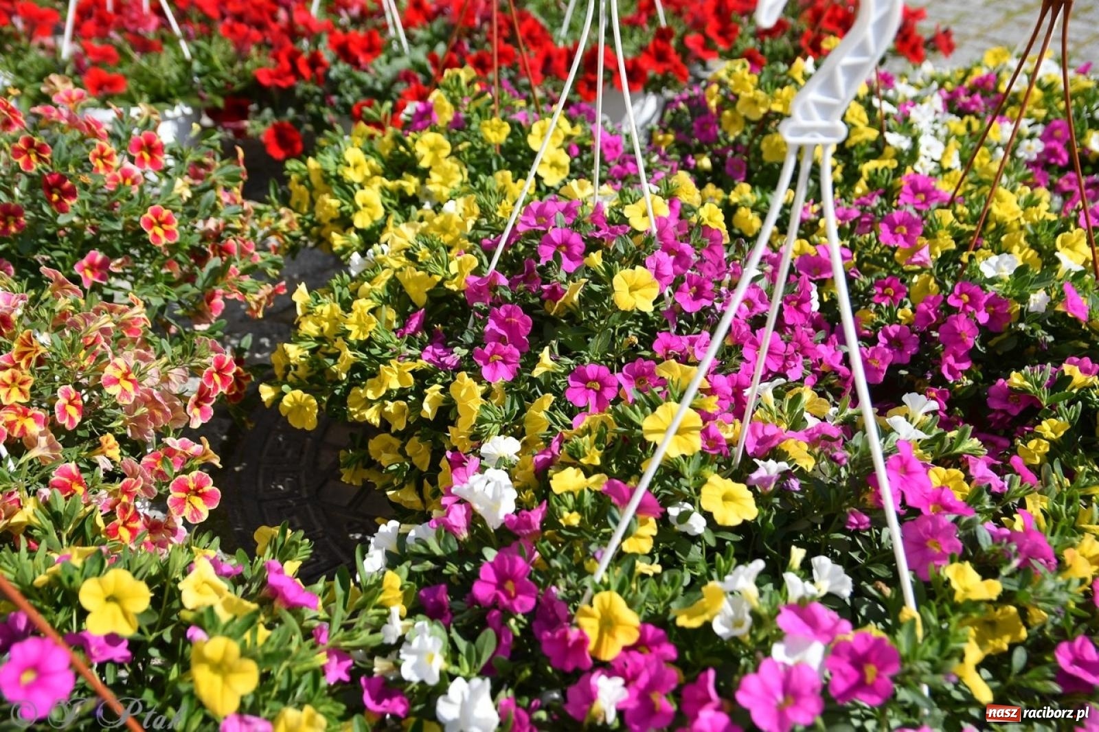 Zdjęcie w galerii na portalu naszraciborz.pl: Zamkowy dziedziniec pełen kwiatów [FOTO i WIDEO] wiadomości z regionu