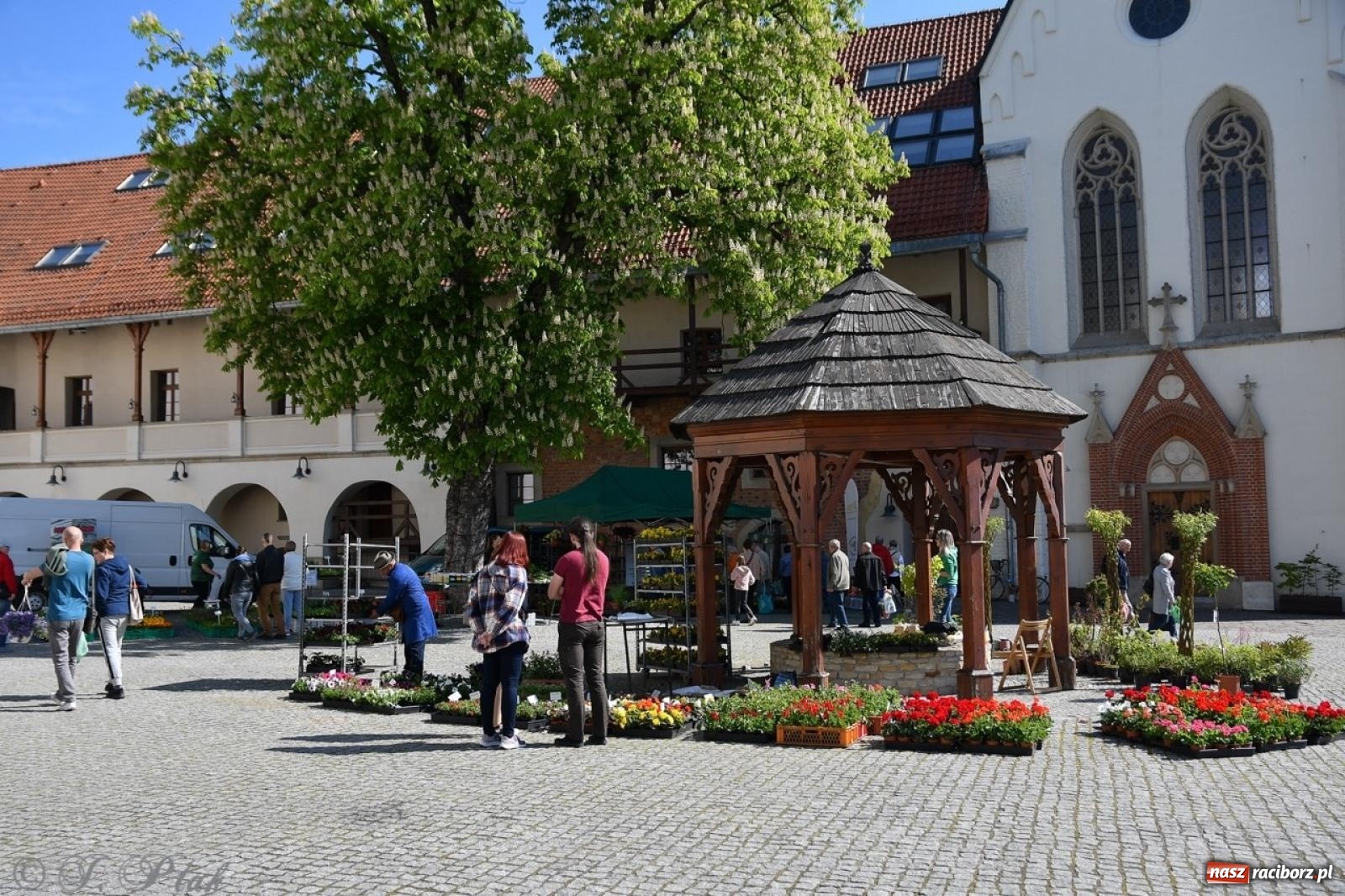 Zdjęcie w galerii na portalu naszraciborz.pl: Zamkowy dziedziniec pełen kwiatów [FOTO i WIDEO] wiadomości z regionu