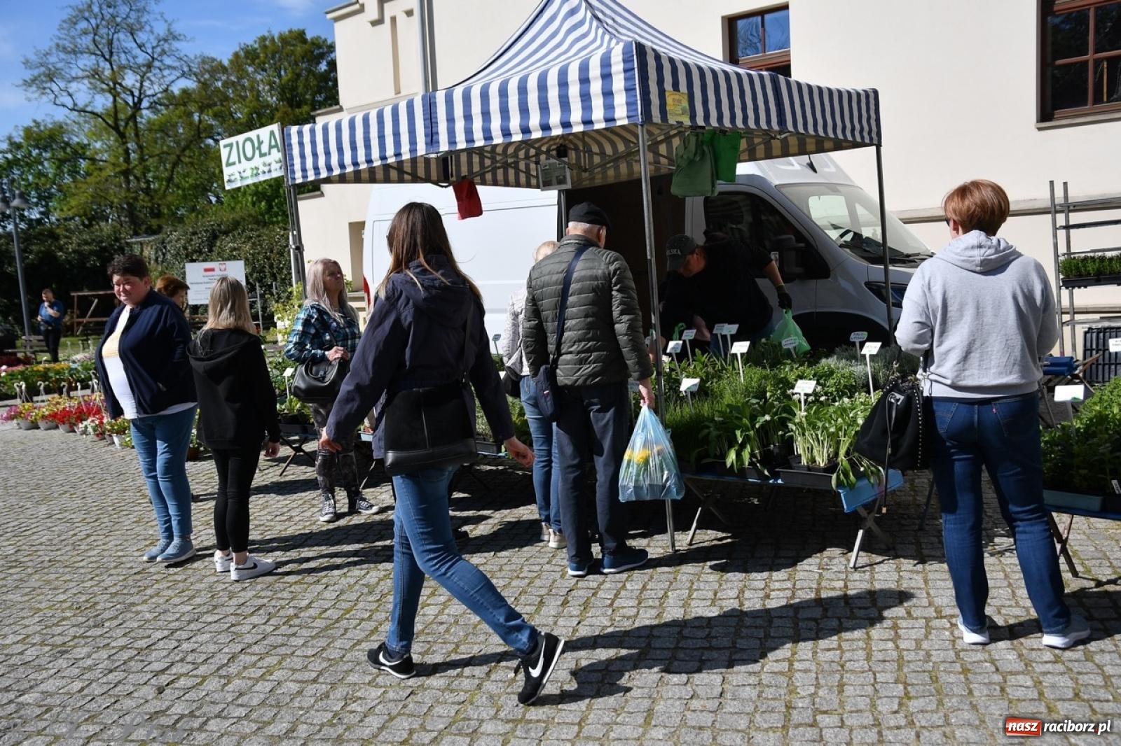 Zdjęcie w galerii na portalu naszraciborz.pl: Zamkowy dziedziniec pełen kwiatów [FOTO i WIDEO] wiadomości z regionu