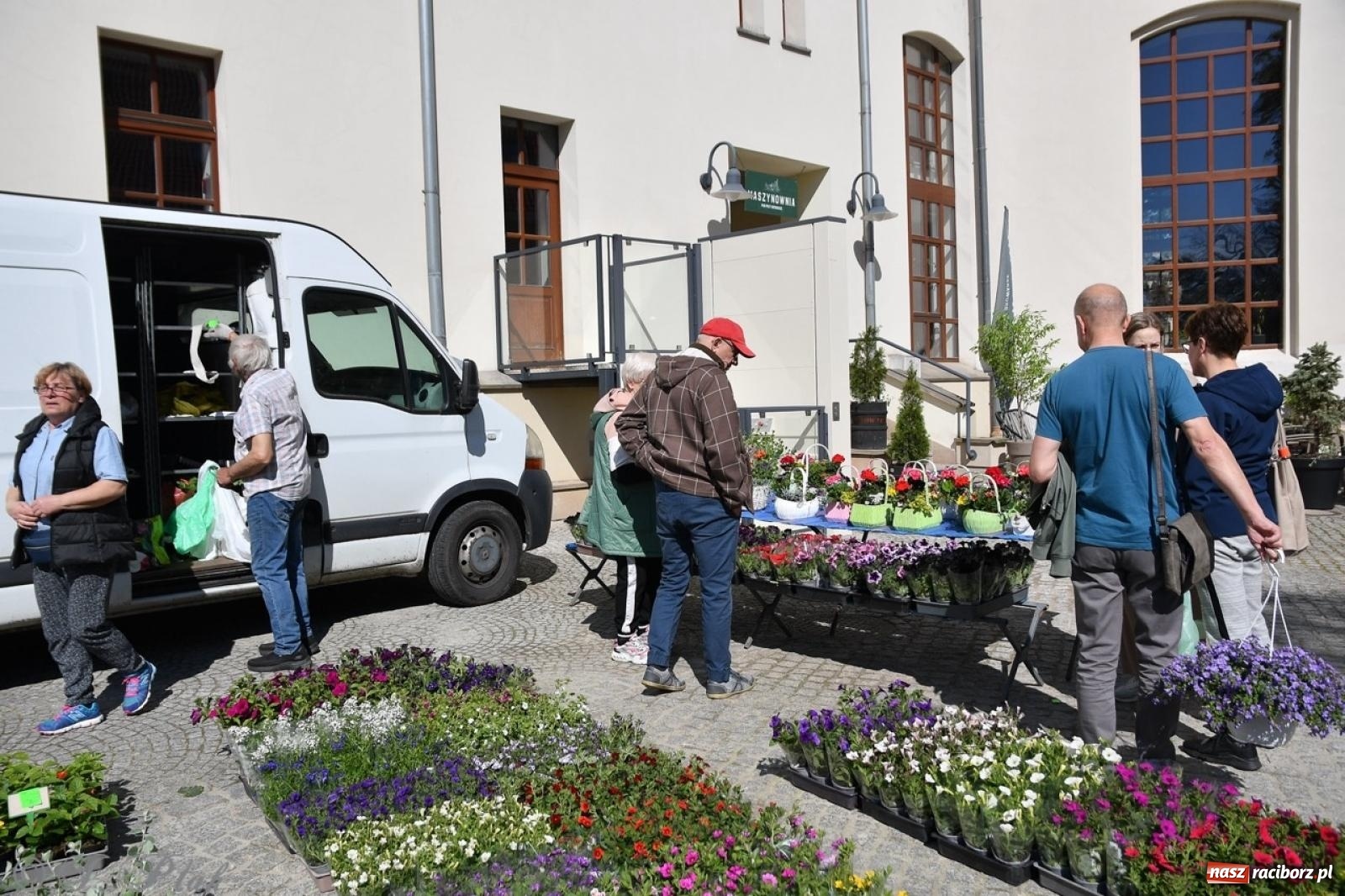 Zdjęcie w galerii na portalu naszraciborz.pl: Zamkowy dziedziniec pełen kwiatów [FOTO i WIDEO] wiadomości z regionu