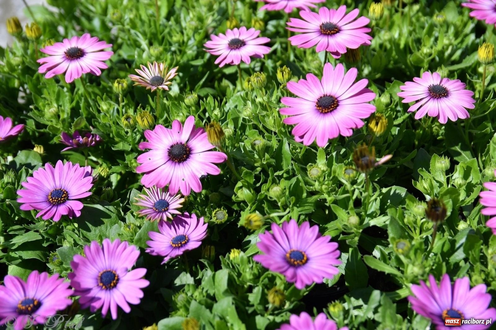 Zdjęcie w galerii na portalu naszraciborz.pl: Zamkowy dziedziniec pełen kwiatów [FOTO i WIDEO] wiadomości z regionu