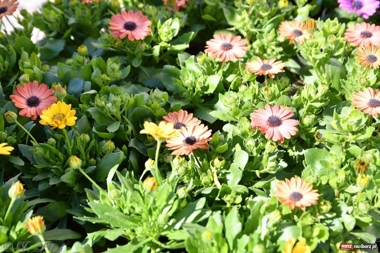Zdjęcie w galerii na portalu naszraciborz.pl: Zamkowy dziedziniec pełen kwiatów [FOTO i WIDEO] wiadomości z regionu