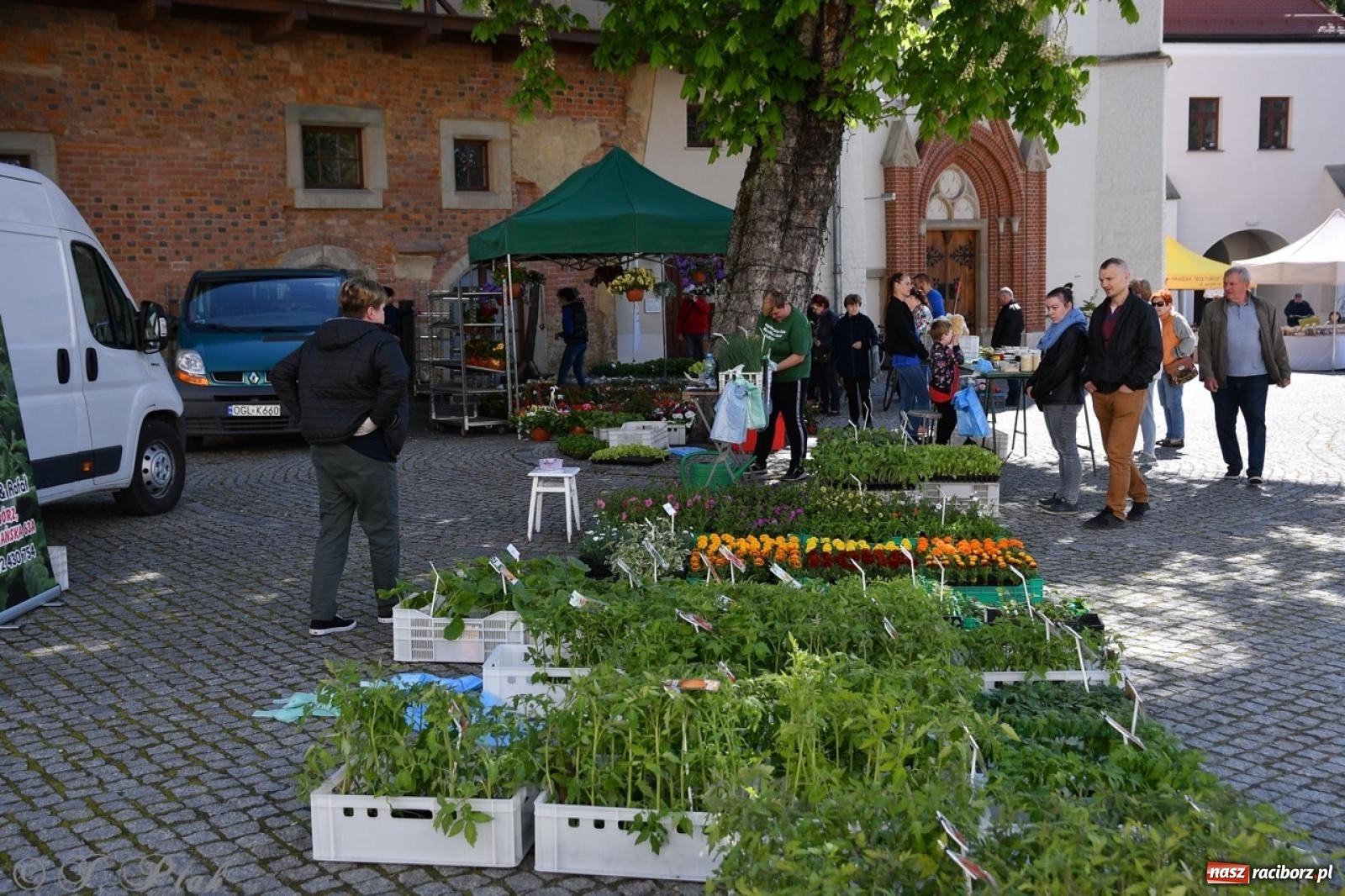 Zdjęcie w galerii na portalu naszraciborz.pl: Zamkowy dziedziniec pełen kwiatów [FOTO i WIDEO] wiadomości z regionu