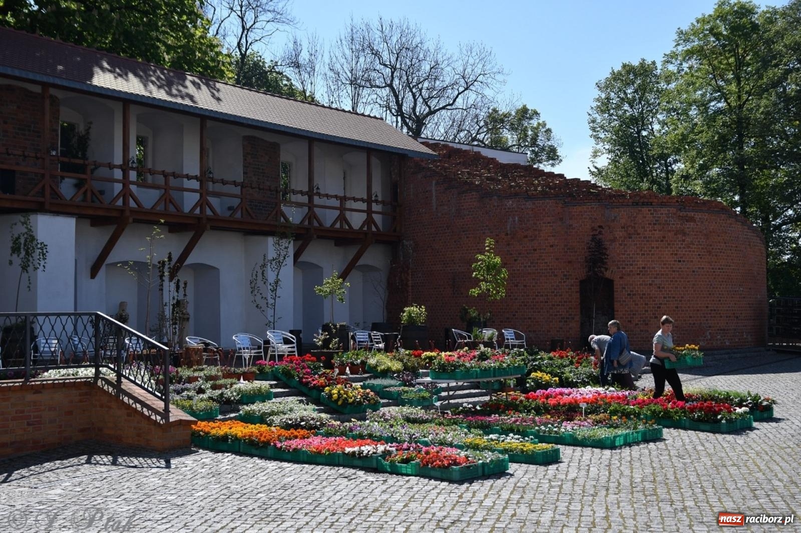 Zdjęcie w galerii na portalu naszraciborz.pl: Zamkowy dziedziniec pełen kwiatów [FOTO i WIDEO] wiadomości z regionu