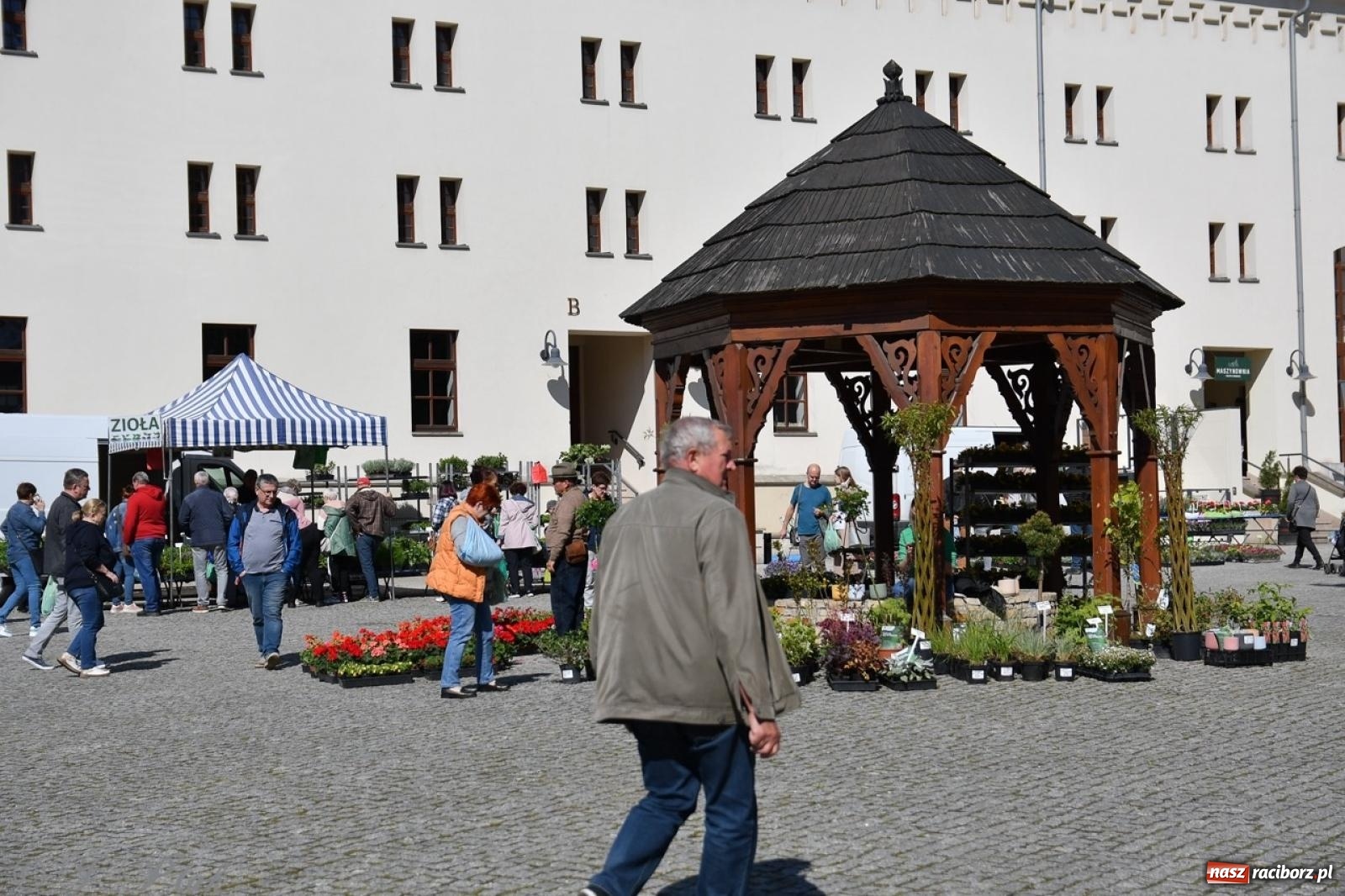Zdjęcie w galerii na portalu naszraciborz.pl: Zamkowy dziedziniec pełen kwiatów [FOTO i WIDEO] wiadomości z regionu