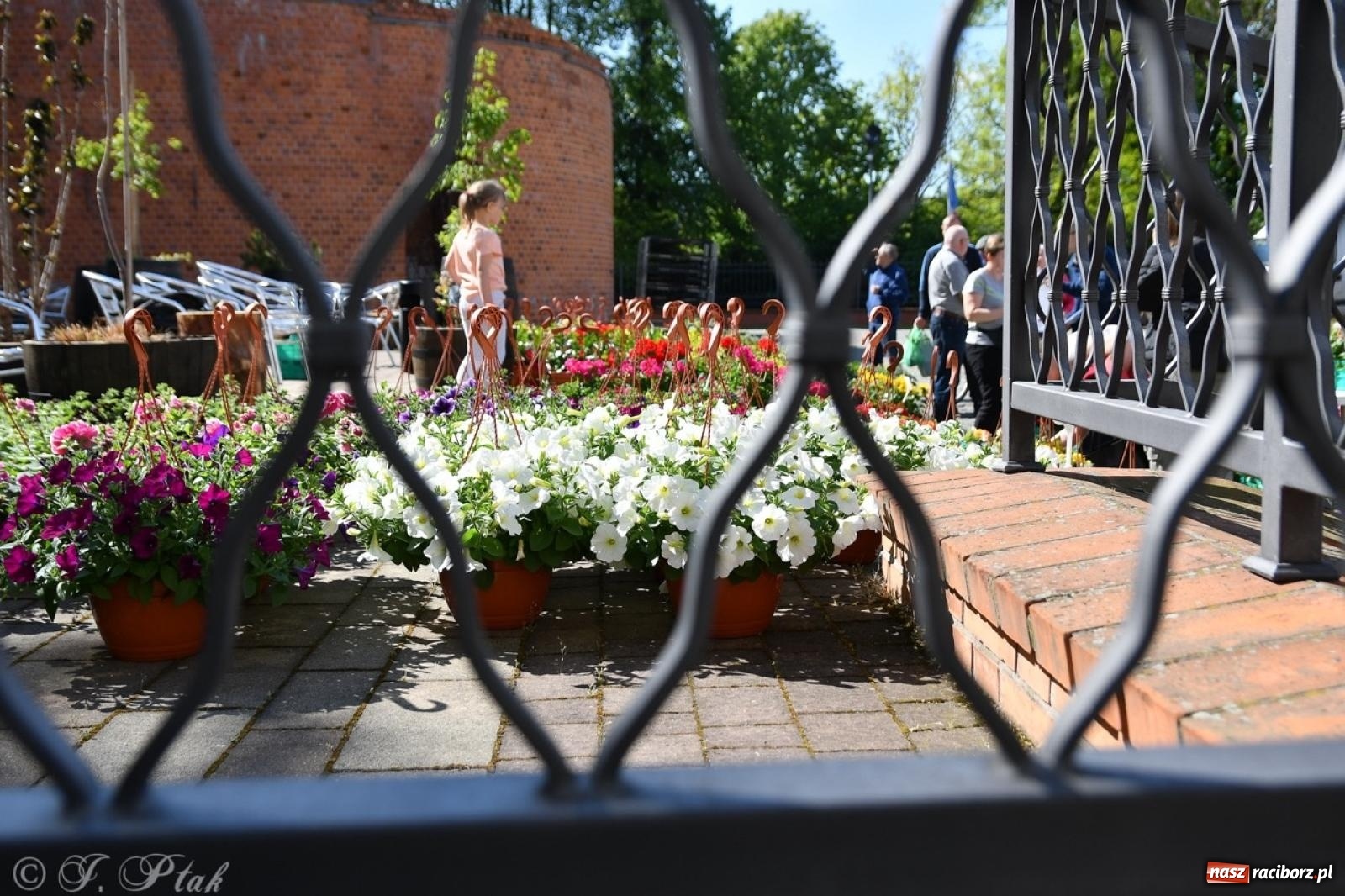 Zdjęcie w galerii na portalu naszraciborz.pl: Zamkowy dziedziniec pełen kwiatów [FOTO i WIDEO] wiadomości z regionu