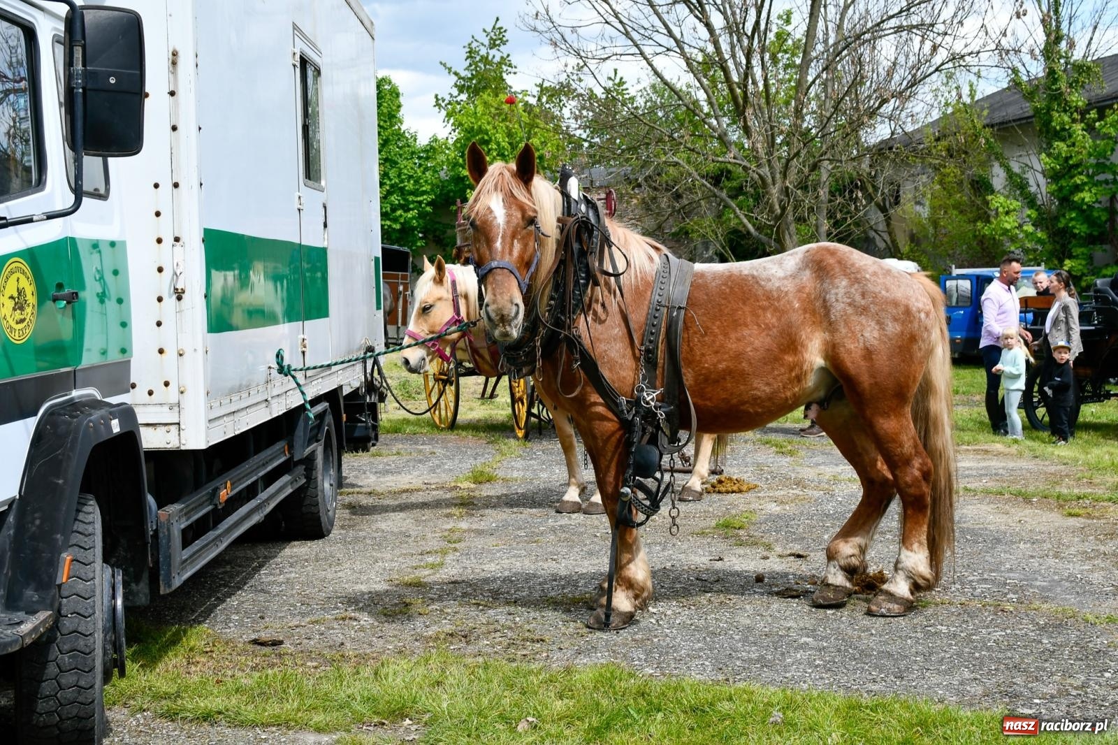 Zdjęcie w galerii na portalu naszraciborz.pl: Procesja konna w Łubowicach. Dopisała pogoda i jeźdźcy [FOTO i WIDEO] wiadomości z regionu