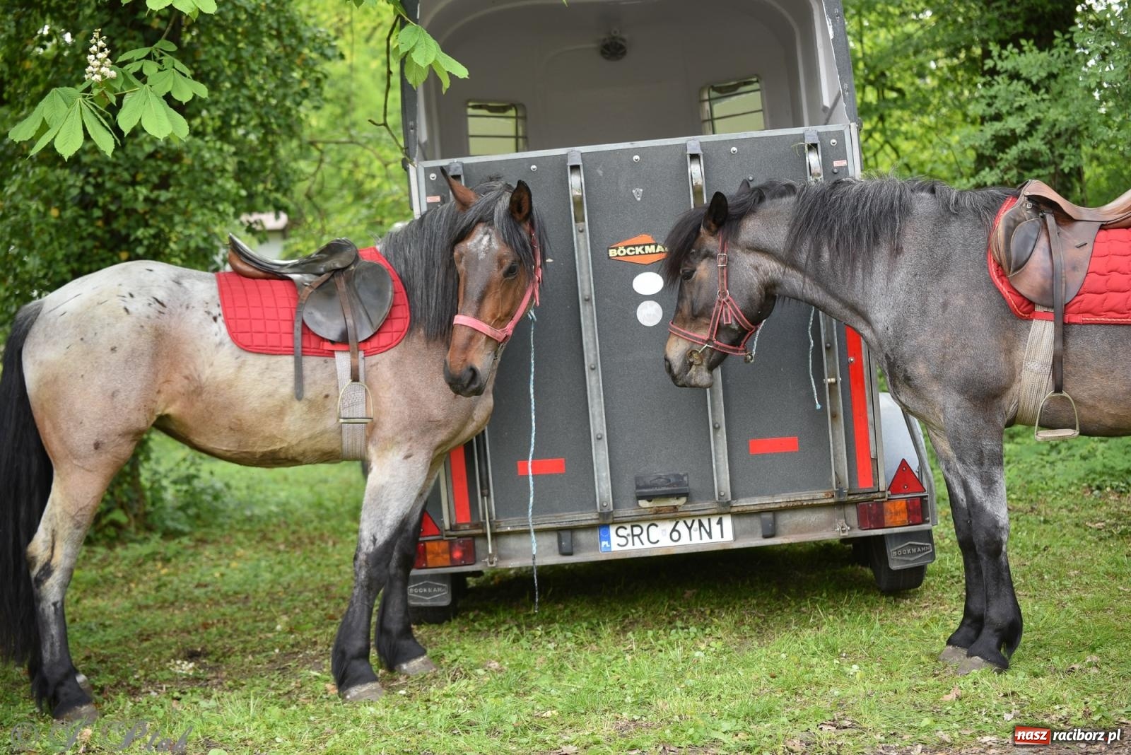 Zdjęcie w galerii na portalu naszraciborz.pl: Łubowicka procesja konna na bis! [FOTO i WIDEO] wiadomości z regionu