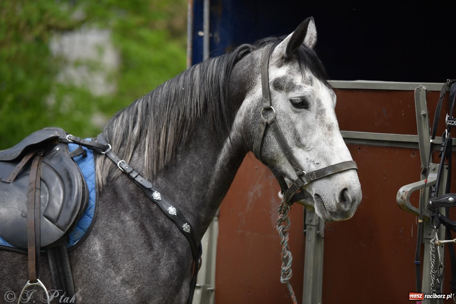 Zdjęcie w galerii na portalu naszraciborz.pl: Łubowicka procesja konna na bis! [FOTO i WIDEO] wiadomości z regionu