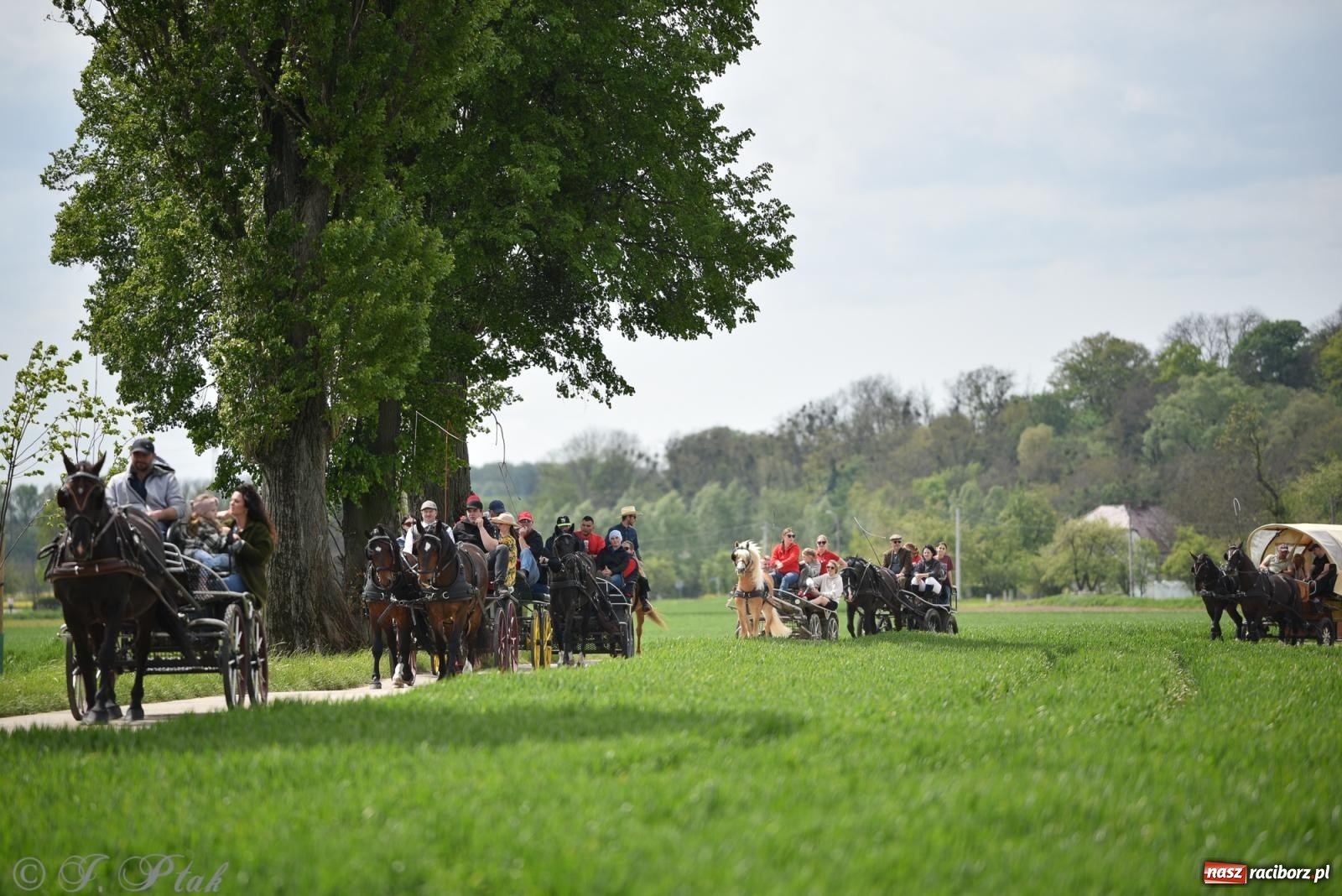 Zdjęcie w galerii na portalu naszraciborz.pl: Łubowicka procesja konna na bis! [FOTO i WIDEO] wiadomości z regionu