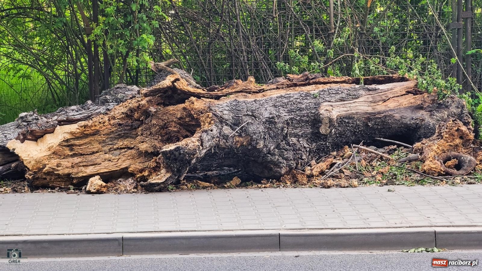 Zdjęcie w galerii na portalu naszraciborz.pl: Raport 998. Powalone drzewo i dwa pożary wiadomości z regionu