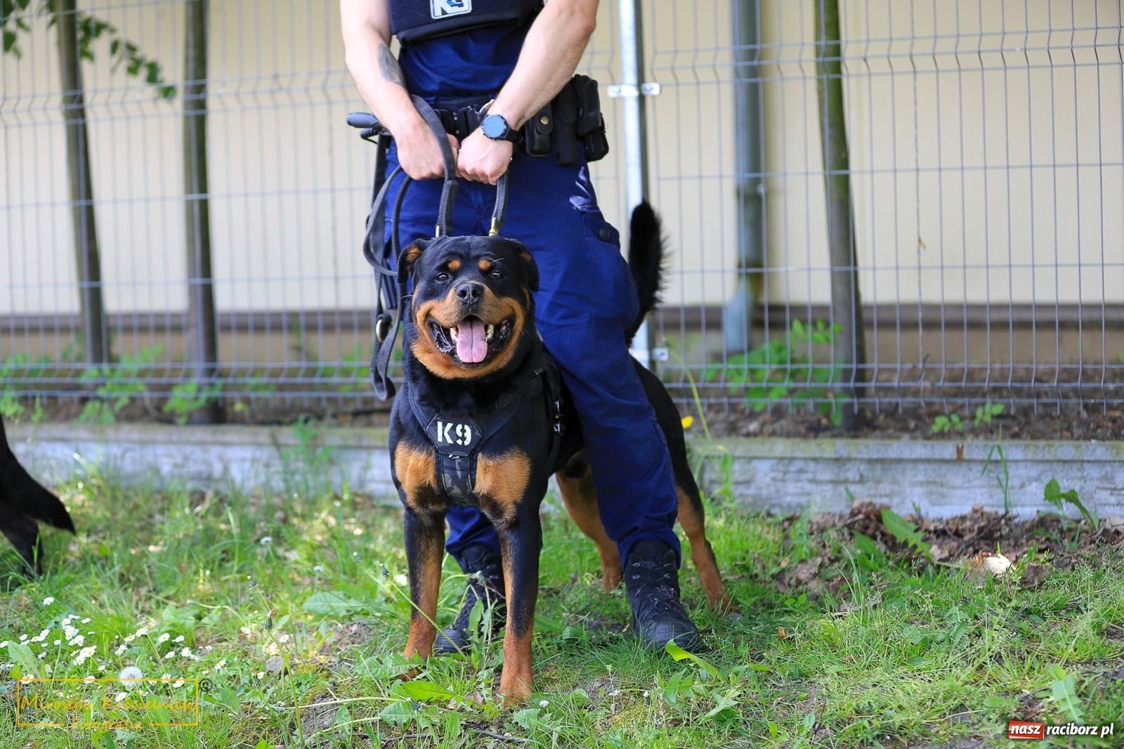 Zdjęcie w galerii na portalu naszraciborz.pl: Policyjny Memoriał i Bieg bez Granic [krótsze dystanse i nordic walking] wiadomości z regionu