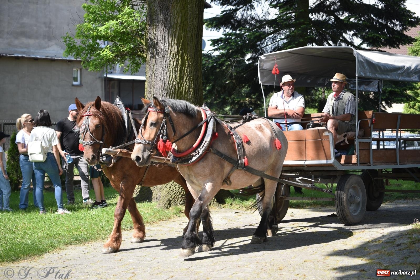 Zdjęcie w galerii na portalu naszraciborz.pl: Na pamiątkę wielkiego gradobicia. 147. procesja w Pogrzebieniu [FOTO i WIDEO] wiadomości z regionu