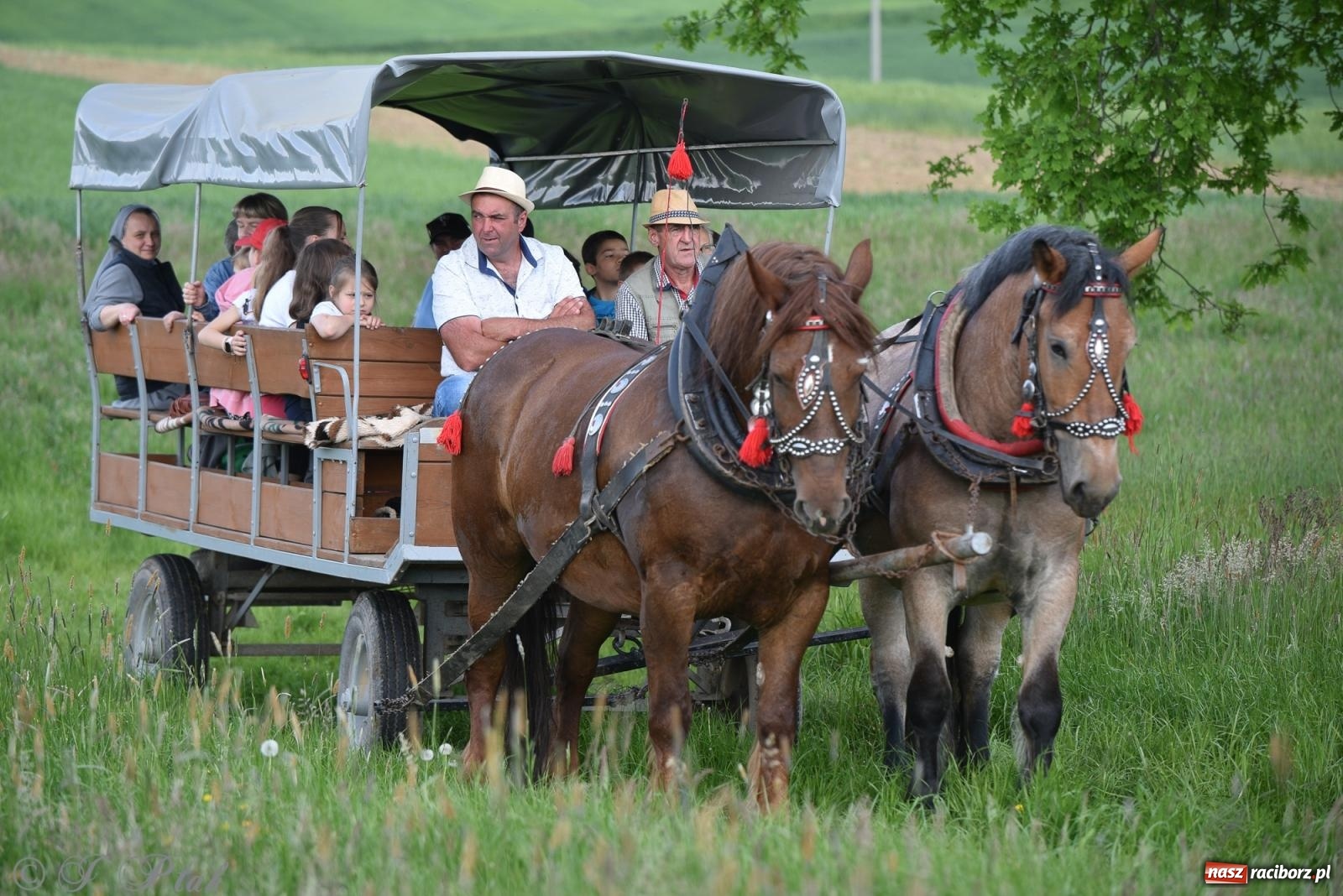 Zdjęcie w galerii na portalu naszraciborz.pl: Na pamiątkę wielkiego gradobicia. 147. procesja w Pogrzebieniu [FOTO i WIDEO] wiadomości z regionu