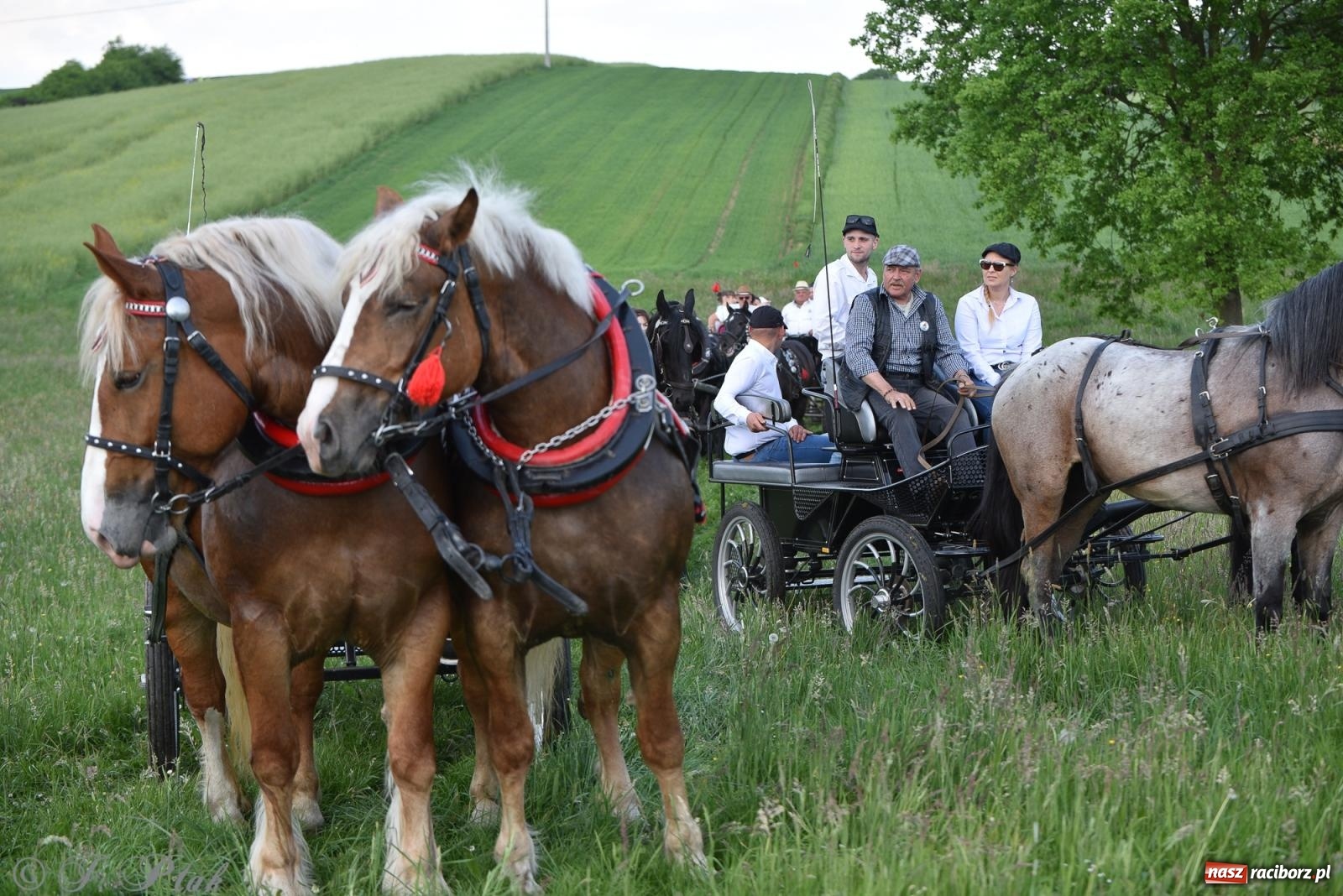 Zdjęcie w galerii na portalu naszraciborz.pl: Na pamiątkę wielkiego gradobicia. 147. procesja w Pogrzebieniu [FOTO i WIDEO] wiadomości z regionu
