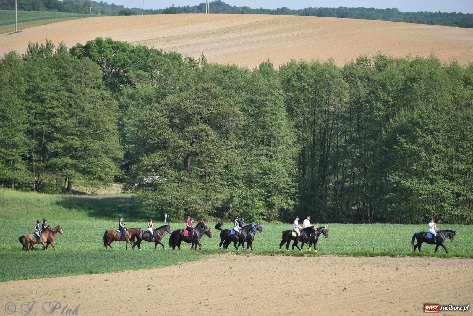 Zdjęcie w galerii na portalu naszraciborz.pl: Na pamiątkę wielkiego gradobicia. 147. procesja w Pogrzebieniu [FOTO i WIDEO] wiadomości z regionu