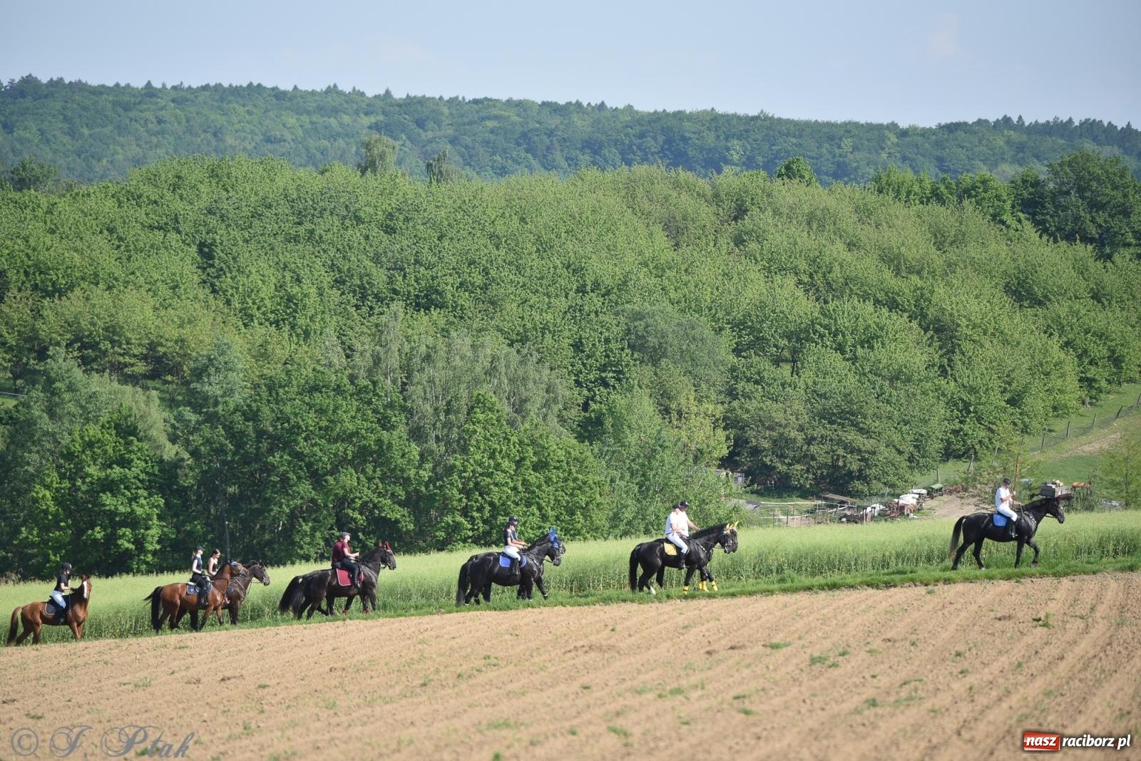 Zdjęcie w galerii na portalu naszraciborz.pl: Na pamiątkę wielkiego gradobicia. 147. procesja w Pogrzebieniu [FOTO i WIDEO] wiadomości z regionu
