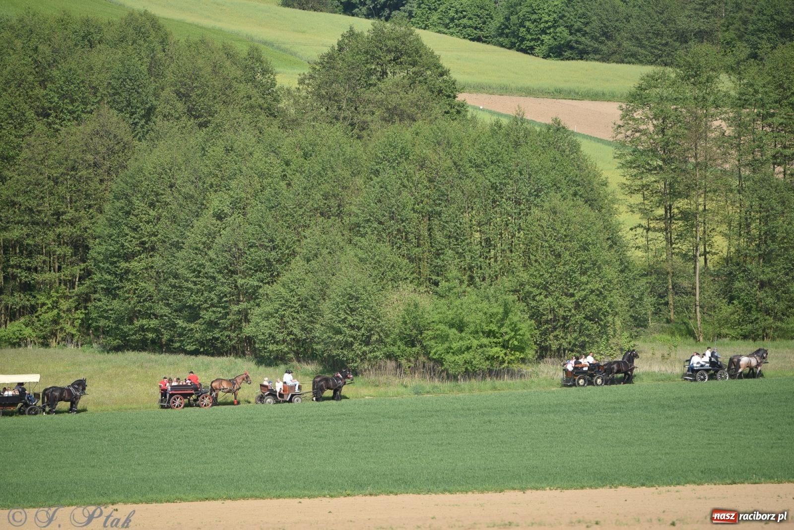 Zdjęcie w galerii na portalu naszraciborz.pl: Na pamiątkę wielkiego gradobicia. 147. procesja w Pogrzebieniu [FOTO i WIDEO] wiadomości z regionu