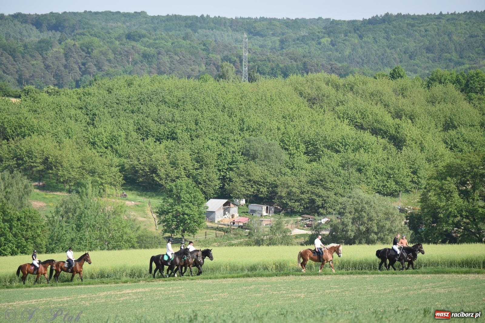Zdjęcie w galerii na portalu naszraciborz.pl: Na pamiątkę wielkiego gradobicia. 147. procesja w Pogrzebieniu [FOTO i WIDEO] wiadomości z regionu