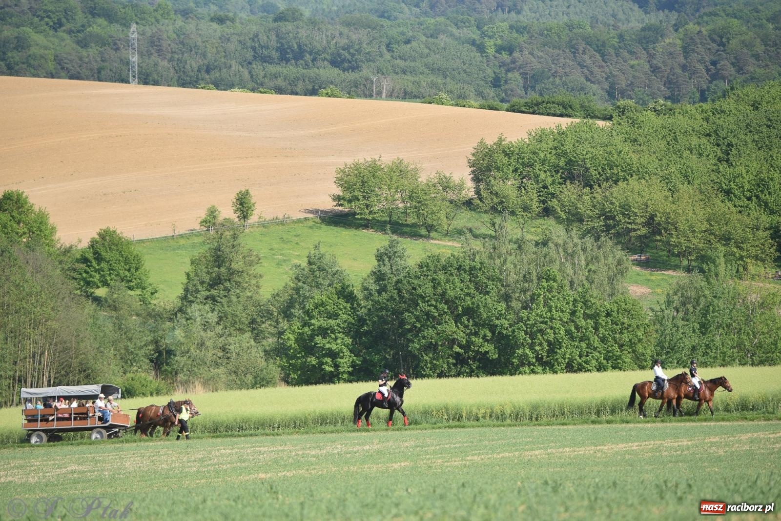Zdjęcie w galerii na portalu naszraciborz.pl: Na pamiątkę wielkiego gradobicia. 147. procesja w Pogrzebieniu [FOTO i WIDEO] wiadomości z regionu