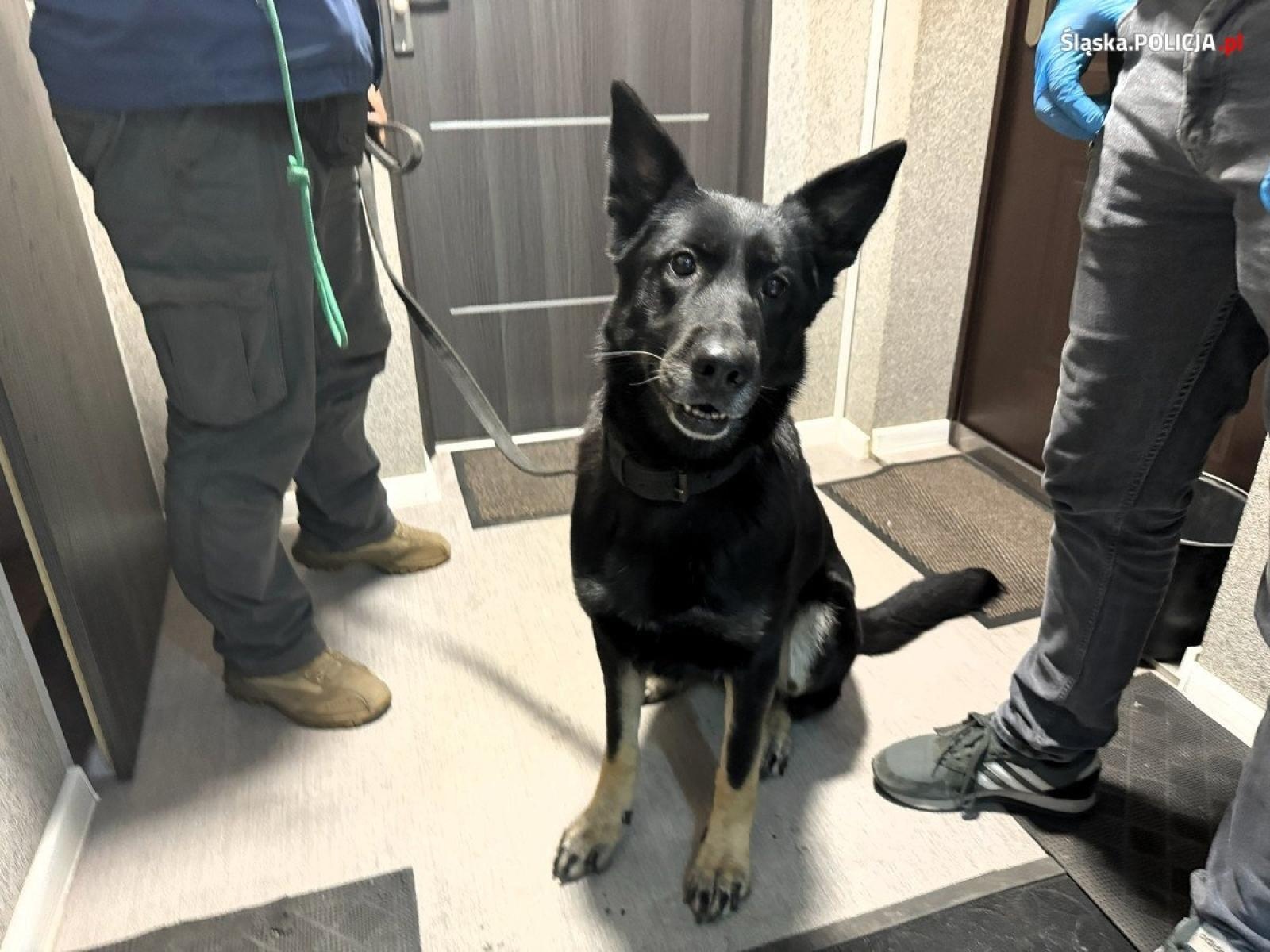 Zdjęcie w galerii na portalu naszraciborz.pl: Sprawa Torcidy. Kolejne uderzenie policji w śląski gang handlarzy narkotykami wiadomości z regionu