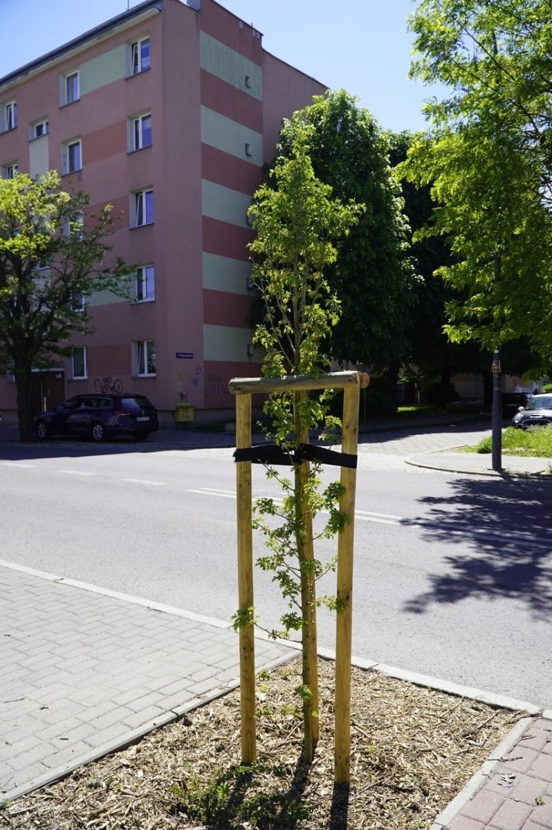 Zdjęcie w galerii na portalu naszraciborz.pl: Grzyby mikoryzowe wzmocnią raciborskie głogi wiadomości z regionu