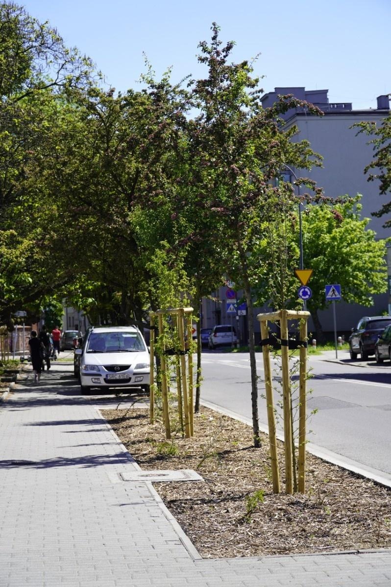 Zdjęcie w galerii na portalu naszraciborz.pl: Grzyby mikoryzowe wzmocnią raciborskie głogi wiadomości z regionu