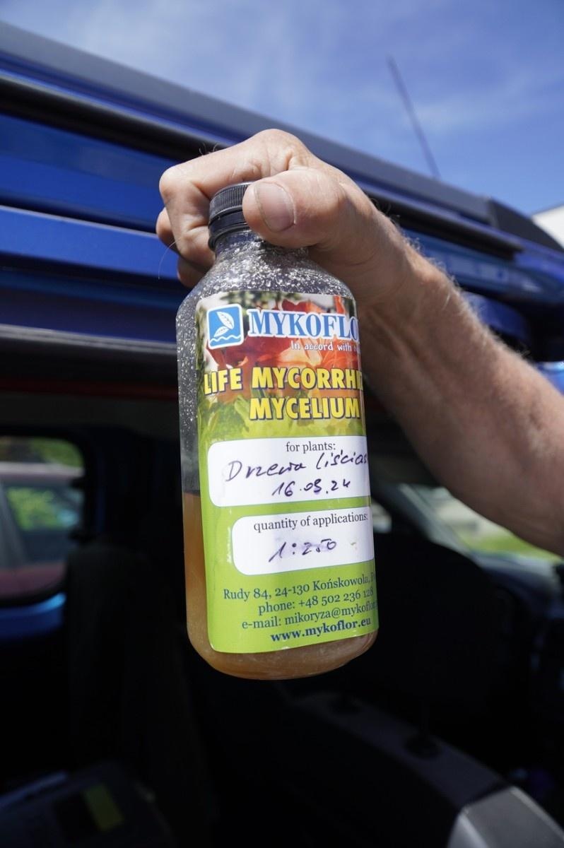 Zdjęcie w galerii na portalu naszraciborz.pl: Grzyby mikoryzowe wzmocnią raciborskie głogi wiadomości z regionu