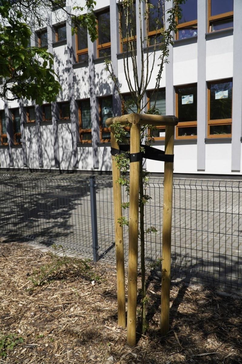 Zdjęcie w galerii na portalu naszraciborz.pl: Grzyby mikoryzowe wzmocnią raciborskie głogi wiadomości z regionu