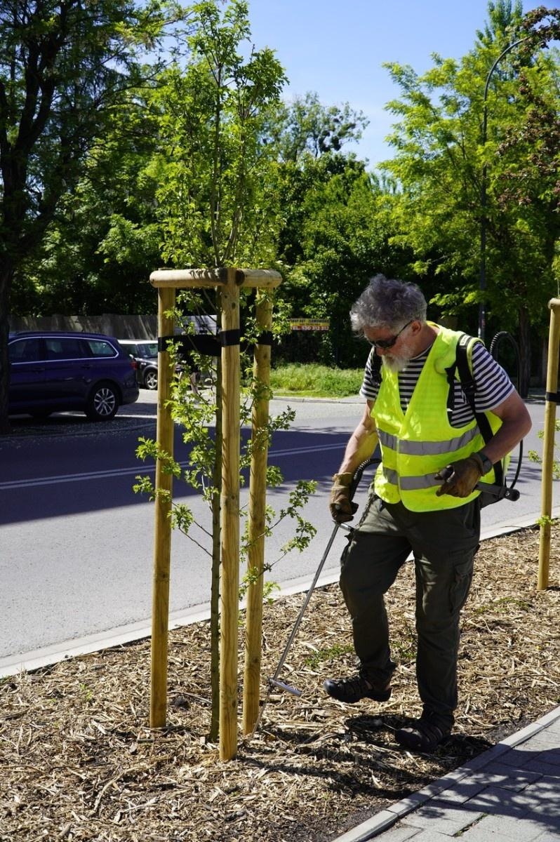 Zdjęcie w galerii na portalu naszraciborz.pl: Grzyby mikoryzowe wzmocnią raciborskie głogi wiadomości z regionu