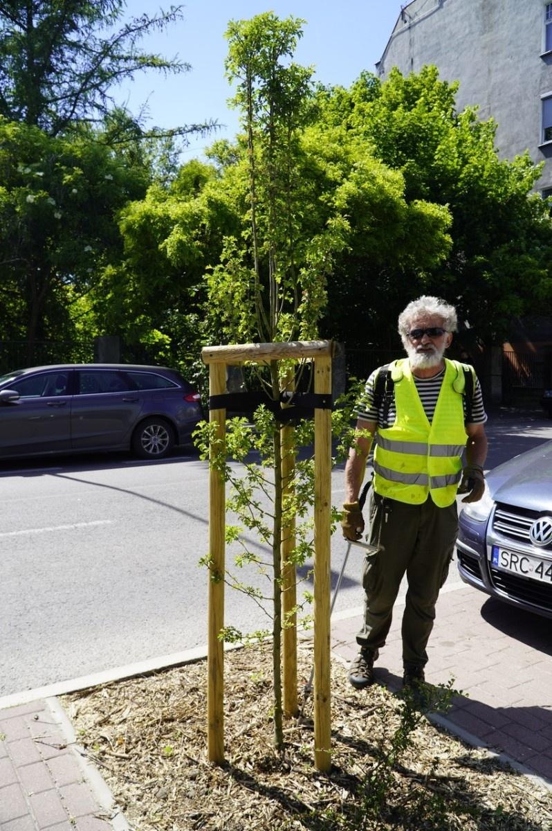 Zdjęcie w galerii na portalu naszraciborz.pl: Grzyby mikoryzowe wzmocnią raciborskie głogi wiadomości z regionu