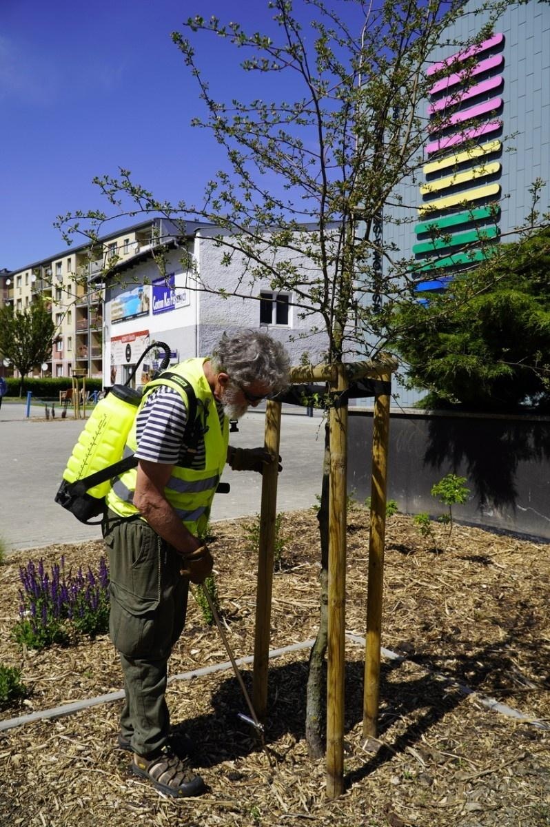 Zdjęcie w galerii na portalu naszraciborz.pl: Grzyby mikoryzowe wzmocnią raciborskie głogi wiadomości z regionu