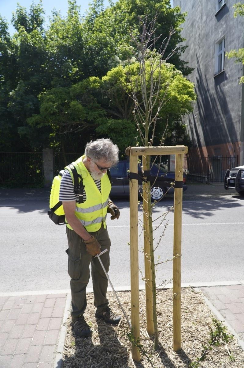 Zdjęcie w galerii na portalu naszraciborz.pl: Grzyby mikoryzowe wzmocnią raciborskie głogi wiadomości z regionu