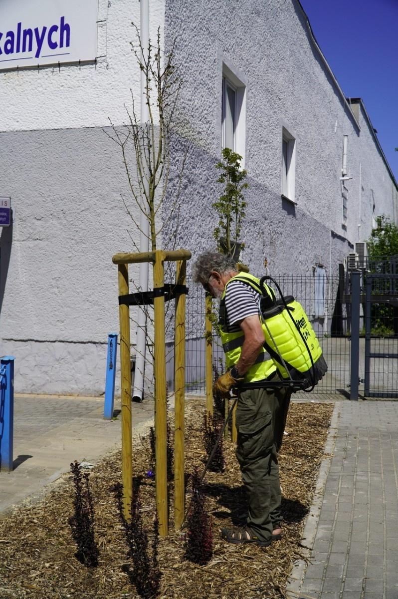 Zdjęcie w galerii na portalu naszraciborz.pl: Grzyby mikoryzowe wzmocnią raciborskie głogi wiadomości z regionu