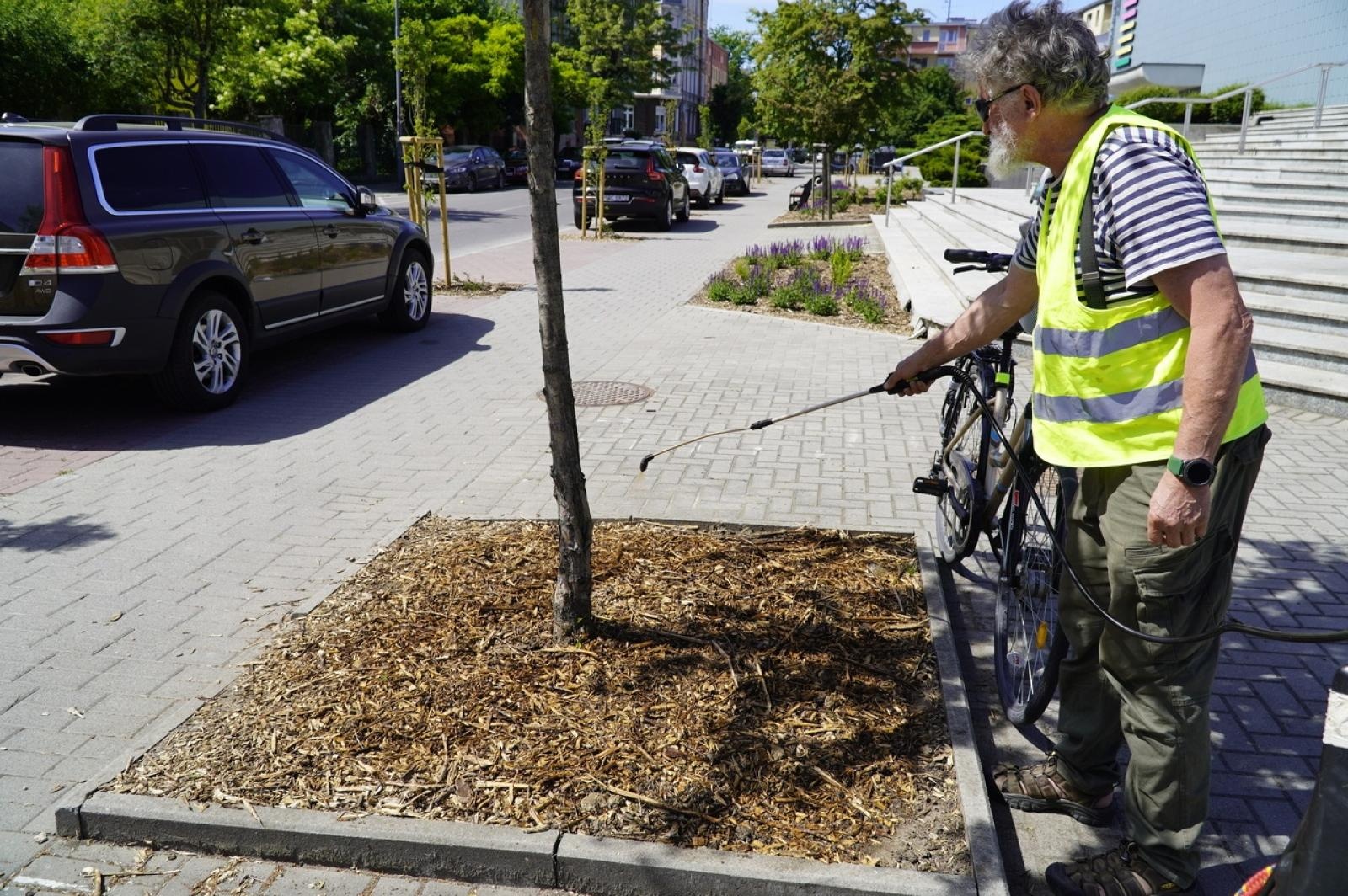 Zdjęcie w galerii na portalu naszraciborz.pl: Grzyby mikoryzowe wzmocnią raciborskie głogi wiadomości z regionu