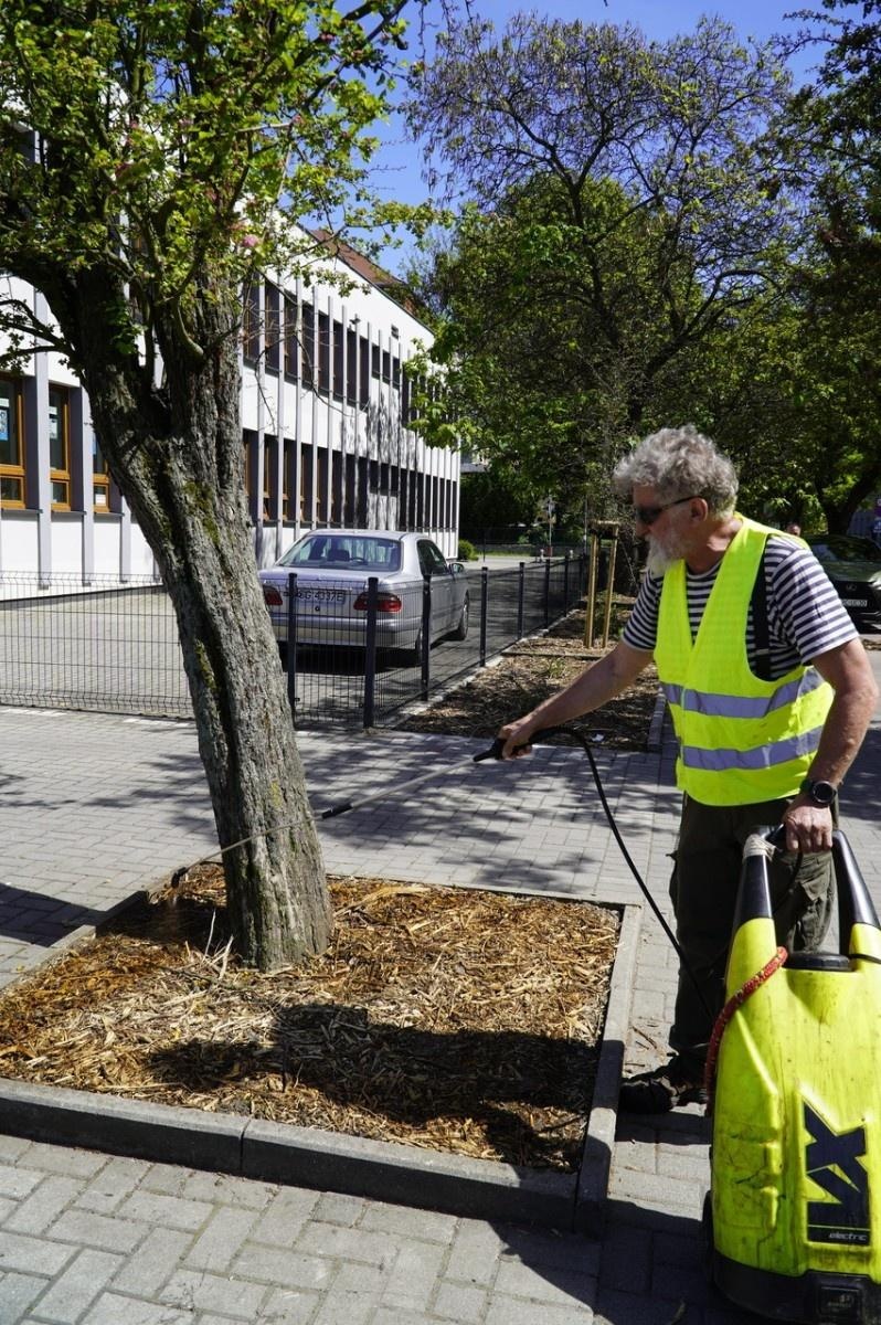 Zdjęcie w galerii na portalu naszraciborz.pl: Grzyby mikoryzowe wzmocnią raciborskie głogi wiadomości z regionu
